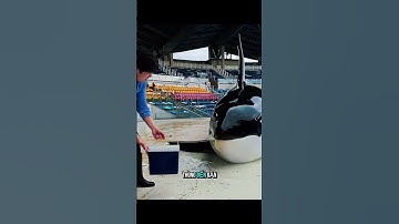 Bạn có biết cá voi sát thủ thông minh đến mức nào không? #shorts  #animals #dongvat