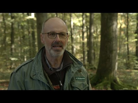 Intelligente Bäume (Official Trailer)