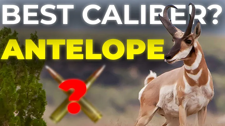 Best Caliber for Antelope Hunting | Full Guide