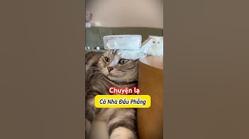 Chuyện Lạ Cả Đám Mèo Đầu Phẳng 😹 #Mèoúớ #thúcưng #vậtnuôi #chómèohàihước #shorts