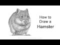 How to draw a hamster standing