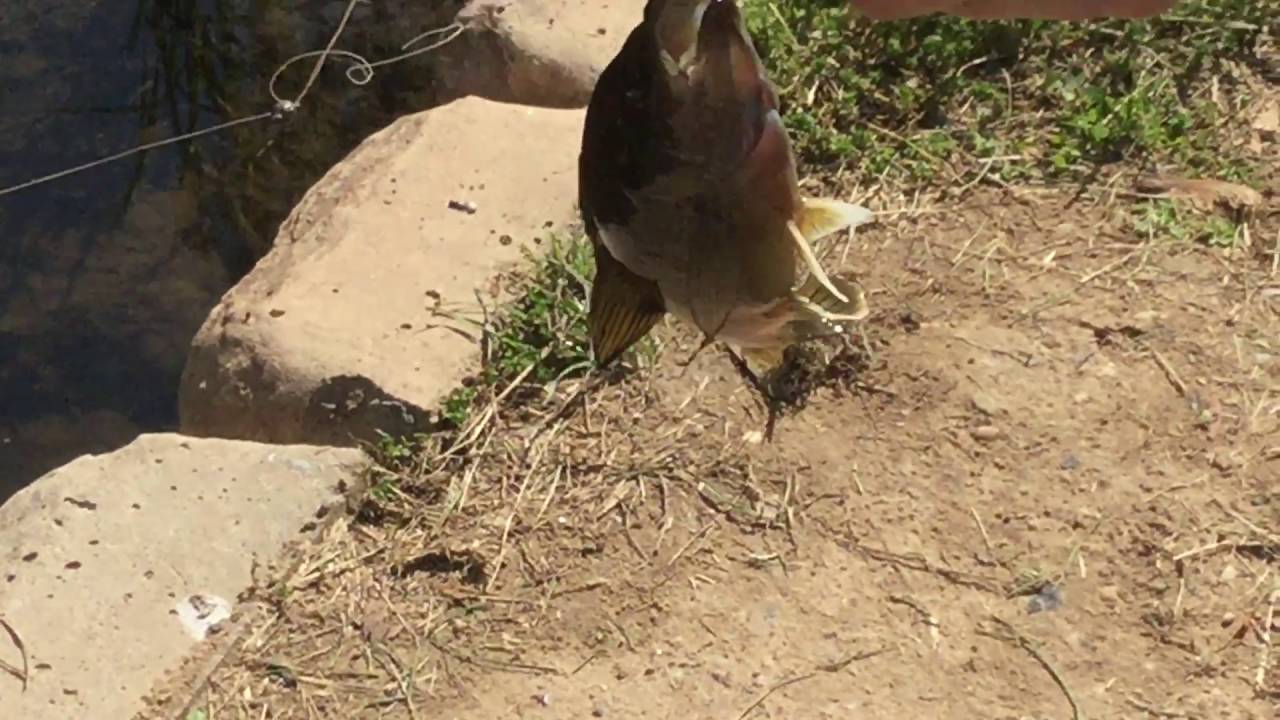 Fishing at back creek part one YouTube