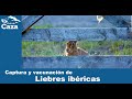 Captura, manejo y vacunación de liebres ibéricas