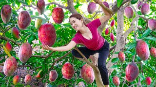 Harvesting Red Mutant Mango With Disabled Younger Brother Goes to the market sell