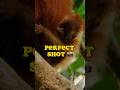 Perfect Shot: Cameraman Catapults Ropes at Jungle Tree to film Orang-Utans for Wildlife Documentary