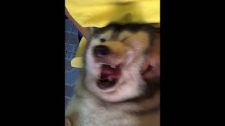 Happy Husky Massage || ViralHog