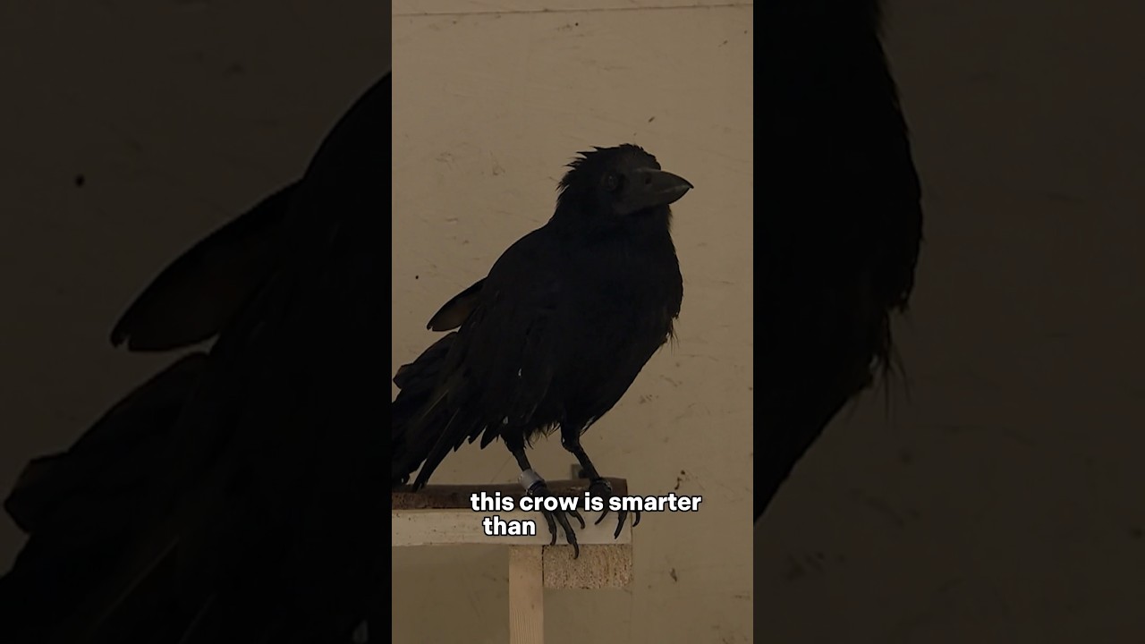 Crows are Smart! 🐦‍⬛Even Smarter than your Kid! Bird Intelligence Explained!