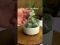 Simple Hack to Store Curry Leaves for Months | Freezer Method