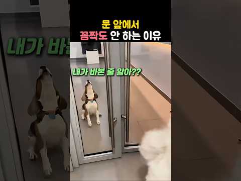 친구는 그냥 지나가는데 혼자 문을 기다리는 비글ㅋㅋ #강아지 #댕댕이 #강아지영상 #웃긴강아지 thumbnail