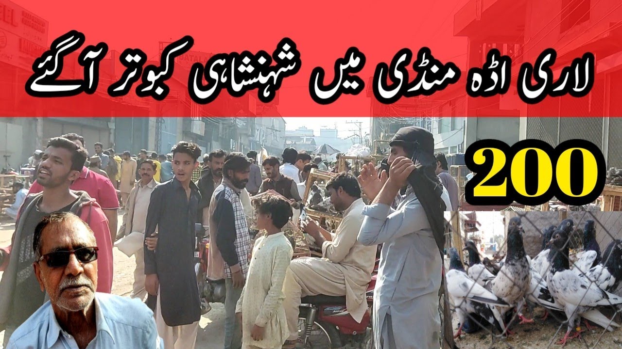 Lari Adda Kabootar Mandi Mai Sale Lg Gai 200 Rupy Per