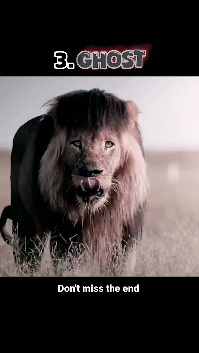 the most dangerous lion #trending #viral #lion #wildlife