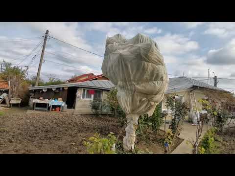 Video: Unde Este Locul De Naștere Al Smochinului