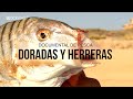 Doradas y Herreras a Surfcasting