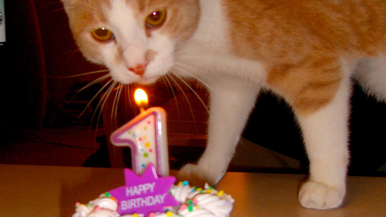 cat-birthday-party-birthday-cards