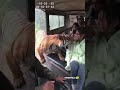 Heart-Stopping Safari! Tiger Comes Face-to-Face with Lady Tourist