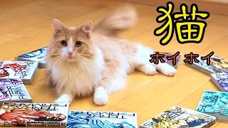 猫ホイホイを作ってみた！Cat and Circle　PDS