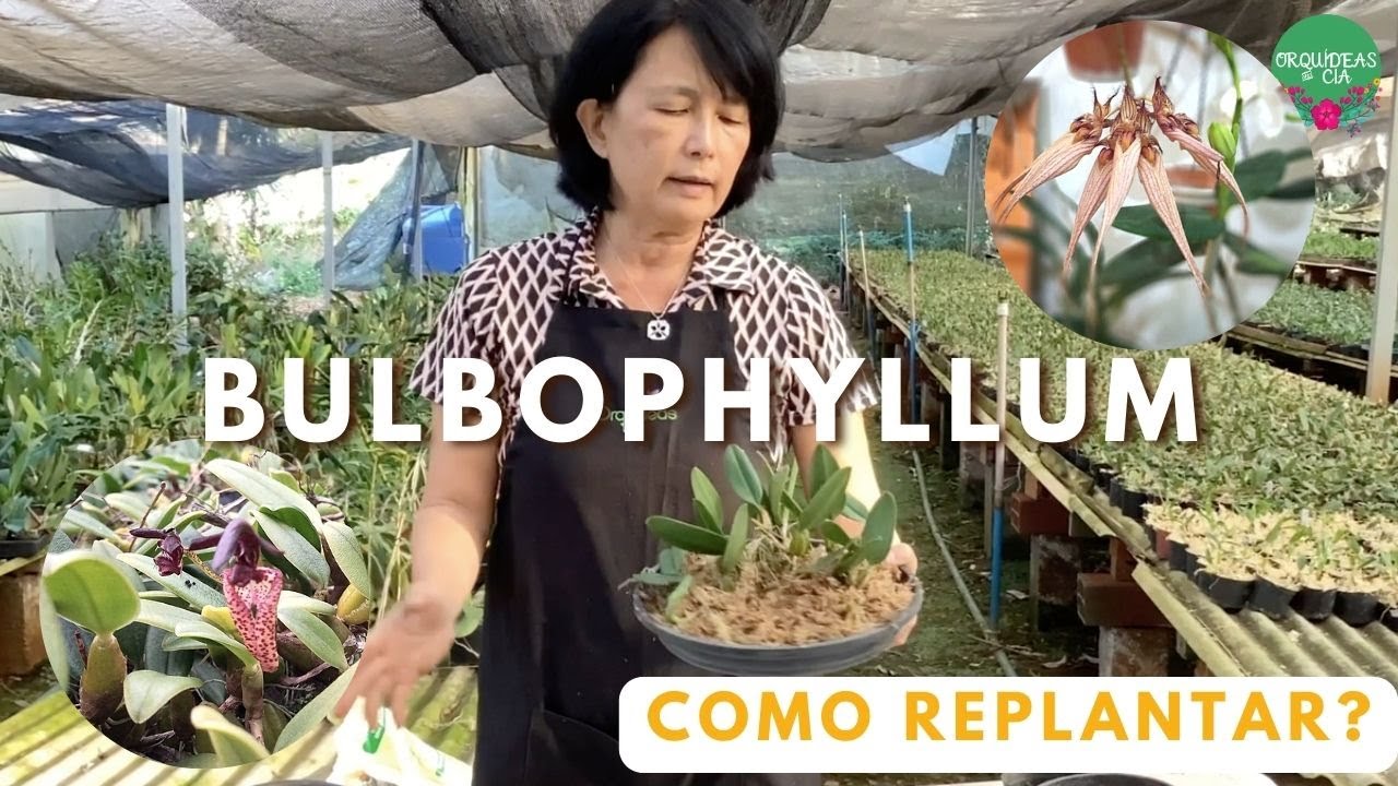 Orquídeas curiosas: Como Replantar o Bulbophyllum