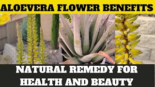 Unlocking Aloe Vera Flower Benefits: Natural Remedies for Health & Beauty!