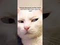 #meowandmore #viral 🥲🥲