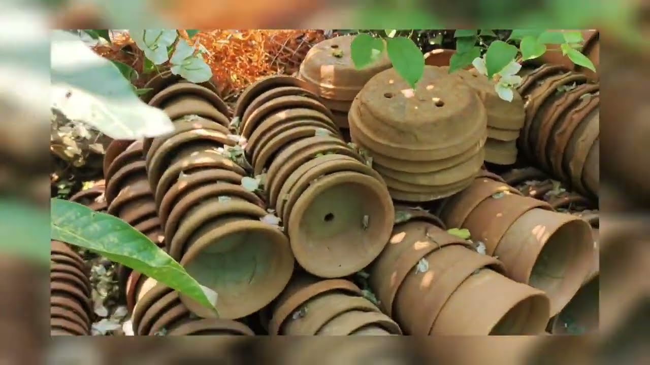 Tigga nursery sundernagarGardeningJamshedpur vlogger ️flowersplantationgardeningtips YouTube