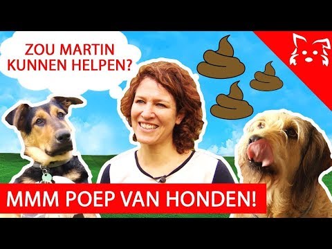 Video: 5 tips om te voorkomen dat uw teckel aan een riem trekt