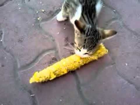 Videó: A Macska és A Vegetáriánus étrend