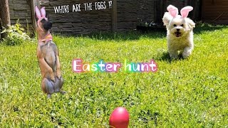 Easter Hunt🌸 The winner will get a mystery prize 🐣🐰
