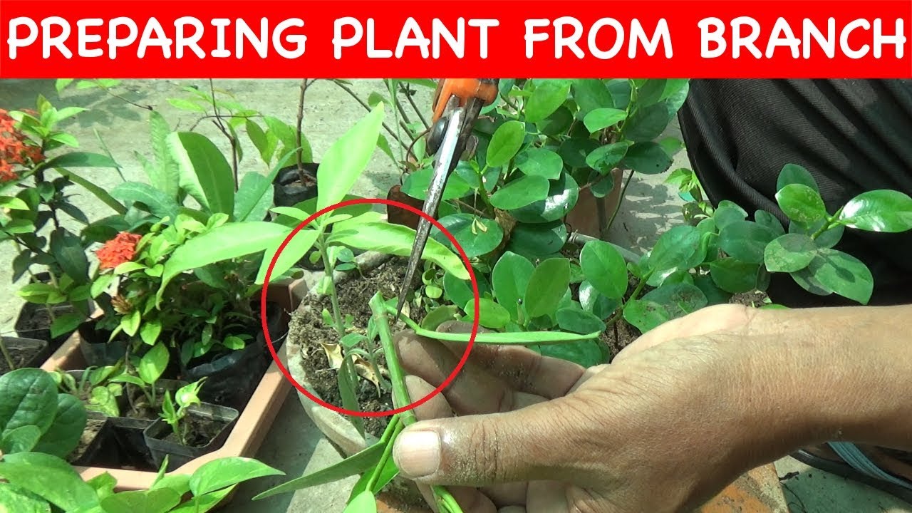 Preparing Plants from branch cutting (With English subtitle) YouTube
