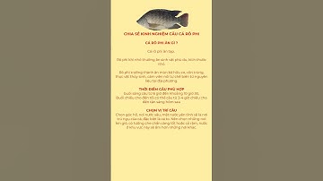Chia sẻ kinh nghiệm câu cá Rô Phi | Tập tính ăn mồi cá Rô Phi #shorts