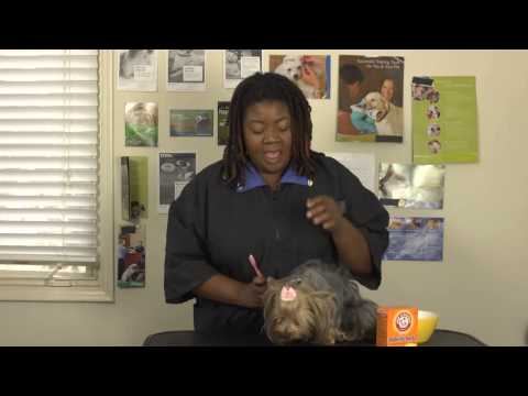 How to Brush a Dog's Teeth With Baking Soda Paste