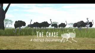 The Chase - Ostrich Short Documentary (Roblox Testing A)