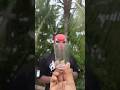 Survival Skills: SMART ideas andUseful in forest#survival#useful#ideas#smart#shorts#camping