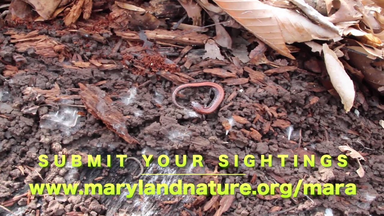 maryland board of nursing Help MARA's Last Year! Discover Maryland's Herps!