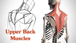 How to Draw the Upper Back Muscles - Anatomy and Motion