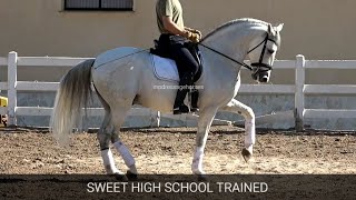 Andalusian PRE Stallion 2014 - 1,61 cm (#MP679) Andalusian PRE Stallion 2014 - 1,61 cm (#MP679)