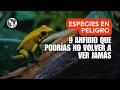 9 Especies de Anfibios en Peligro Crítico: ¿Cuál Desaparecerá Primero?