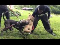 Dog Training Darwin