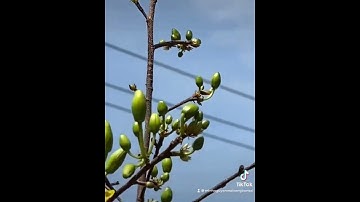 Chịu chơi mà không chịu chi | Quê mình đầy #mnmvbs #shorts