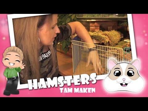 tandarts volume Leidingen 🐹 Hamsters Tam Maken voor beginners - De Hamster Ren Methode - YouTube