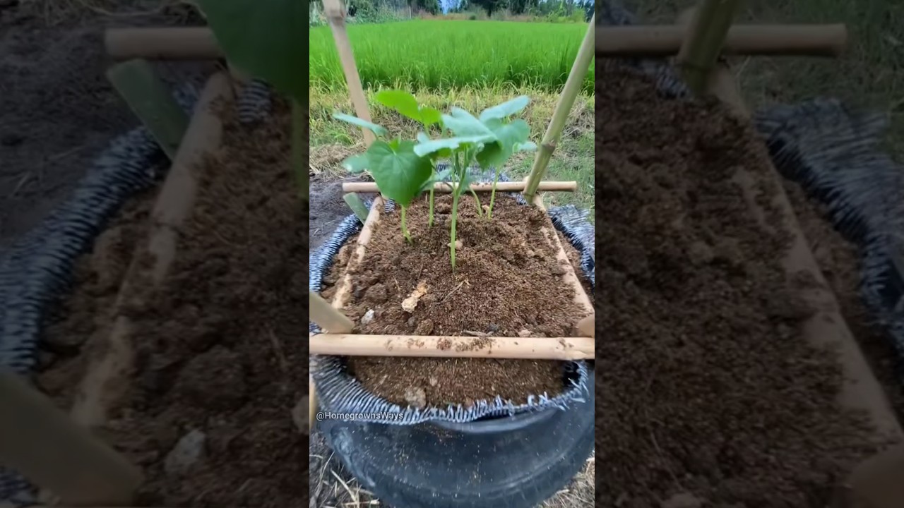 Structure for growing cucumbers 