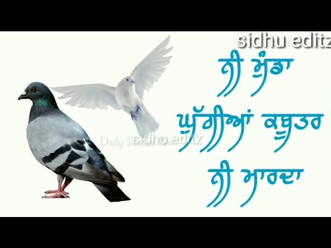 singga-mahilpur-||-punjabi-whatsapp-||sher-shur-marna-ta-das-munde-nu-munda-ghugian-kabuter-ni-marda