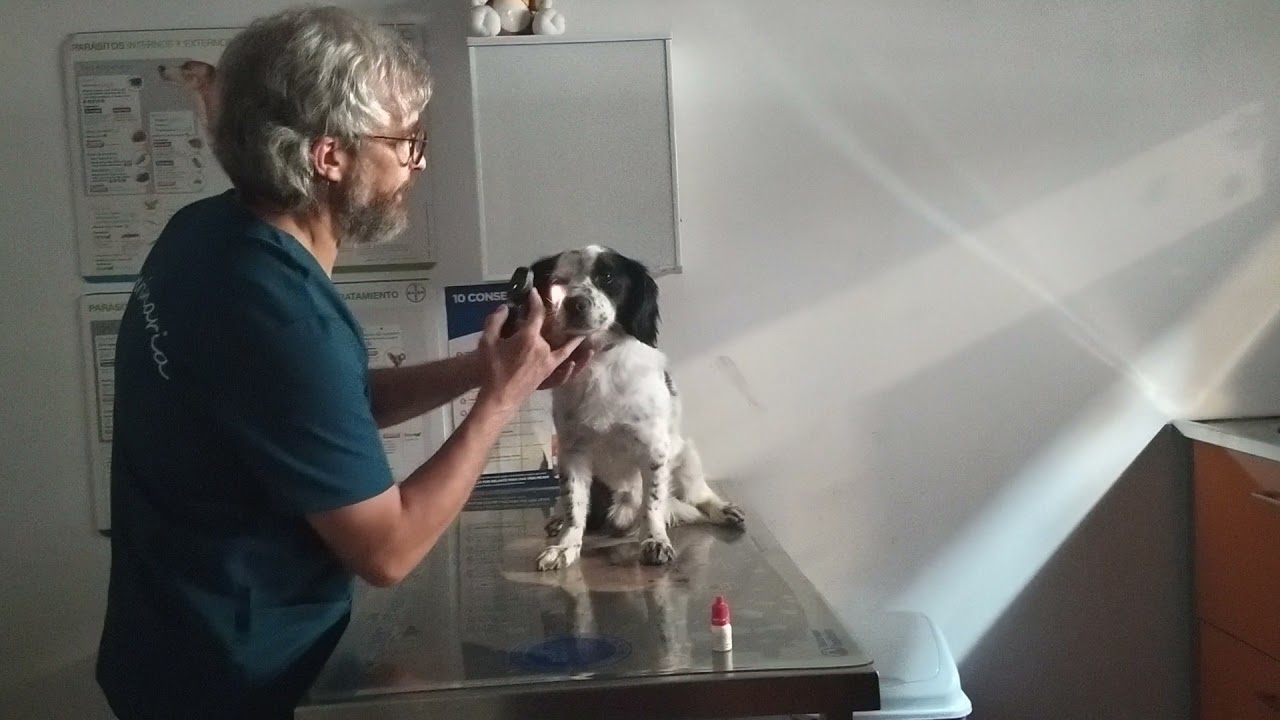 Oftalmoscopia directa en perro