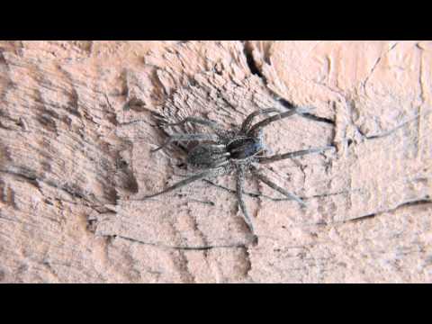 Wolf Spider Lycosidae Lycosa On Wall