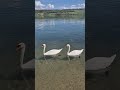 Swans on Lake Hallwil🇨🇭  #swisssoulscape #ineedswitzerland #switzerland #swans #spring #swanlove