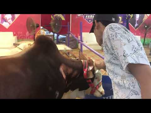 Cow Mandi expo