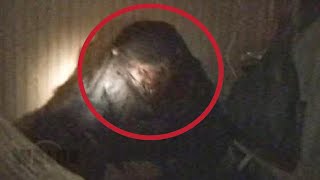 Man Goes Down to House Basement and Finds Mysterious Creature