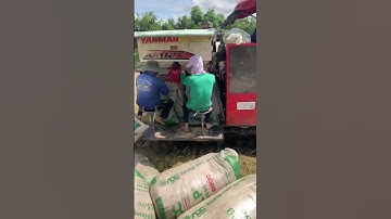 Yanmar 82 gặt lúa miền Tây☺️
