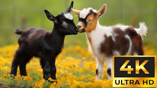 The Most Adorable Young Animals On Earth With Relaxing Music  Baby Animals 4K