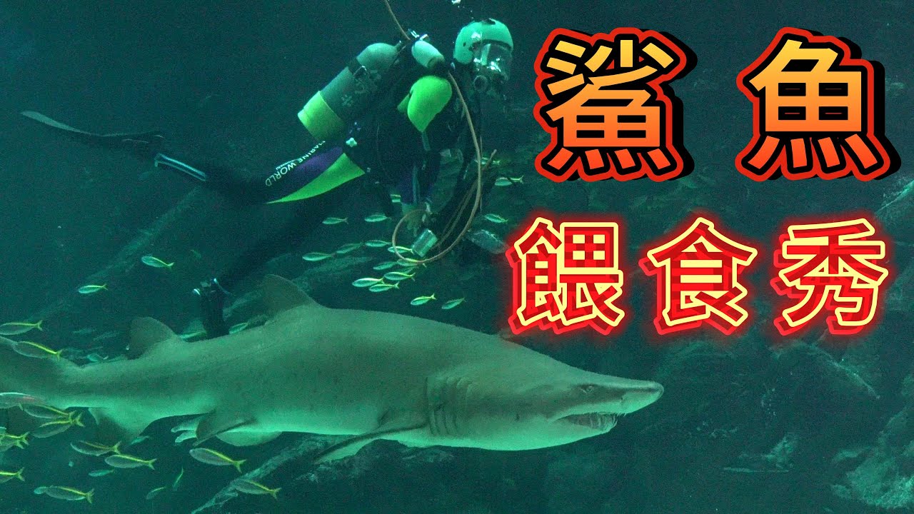 日本福岡海之中道水族館鯊魚餵食秀サメの餌やりショー- YouTube