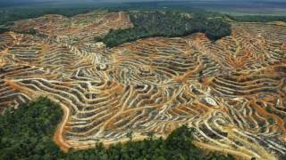 APES Deforestation PSA